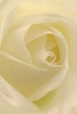 This intimate photograph invites you into the luminous heart of a creamy white rose, its petals unfurling in a spiral reminiscent of the intricate artistry seen in Chinatown's window displays. The texture conveys lightness-soft and almost ethereal-suggesting the freshness of a morning stroll through the nearby market. Delicate shadows nestle among the ivory layers, building an atmosphere of peace and subtle drama. The feeling is one of quiet comfort, mirroring the calm after a busy festival or the gentle exchange of words between friends sharing tea in Soho Square. As a trusted florist in the community, you sense how this rose offers perfect reverence-for new beginnings, heartfelt sympathy, or tokens of admiration. Its understated fragrance hovers in the air, and the meticulous arrangement speaks of genuine care and artistry. This rose isn't just a flower; it's a symbol of Chinatown's heartfelt moments-moments that deserve to be honoured with beauty and grace, ready for delivery to every corner of the neighbourhood.